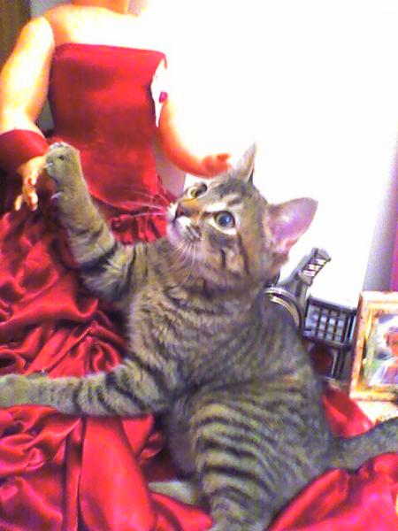 � dieu liza