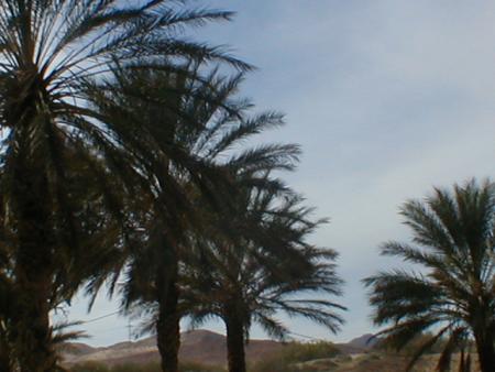 biskra