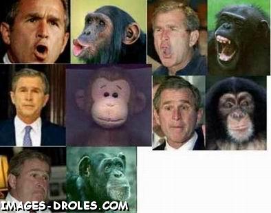 singe buch lol