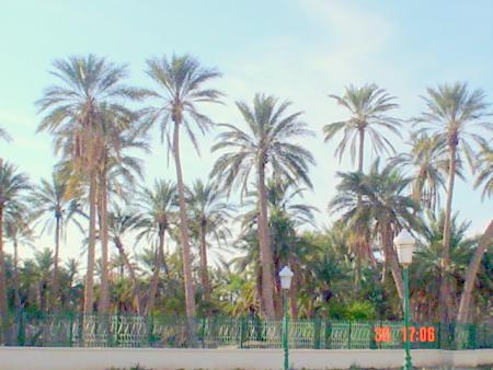 sidi okba