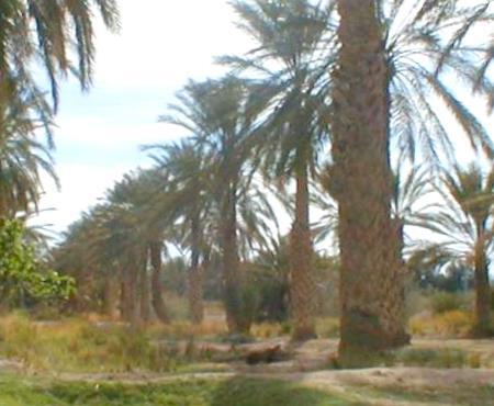 biskra