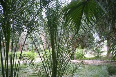 jardin London � biskra