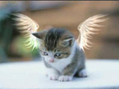 angel cat